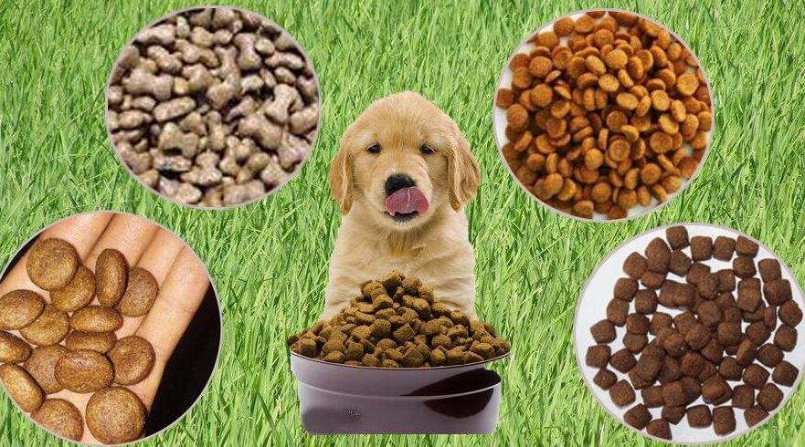 進口寵物食品需要中文標簽嗎？（進口狗糧可以不貼中文標簽嗎）